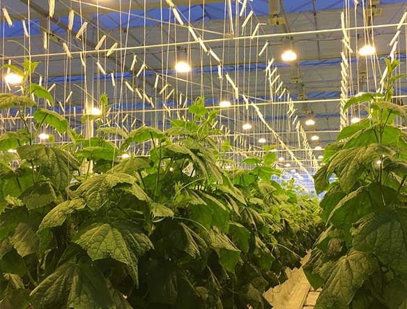黃瓜種植應用